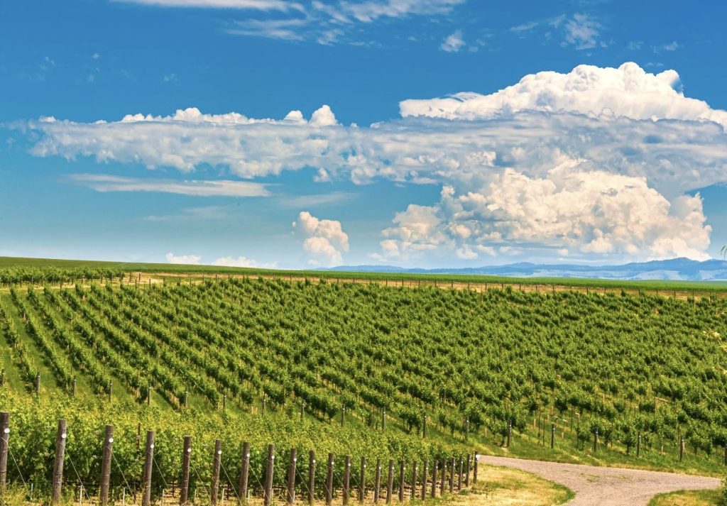Walla Walla Valley vineyard and wine-country setting